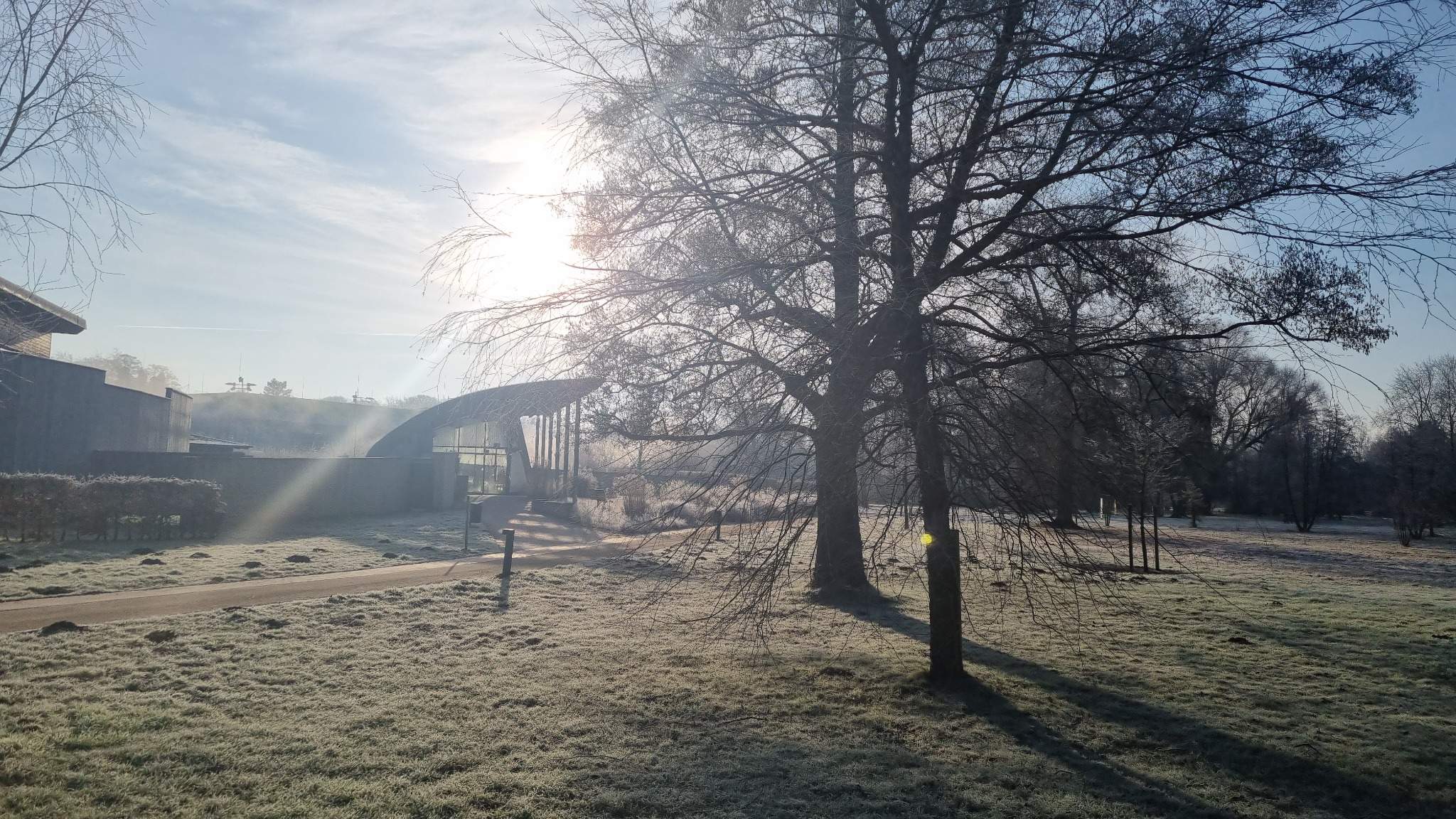 Trees in the icy spring