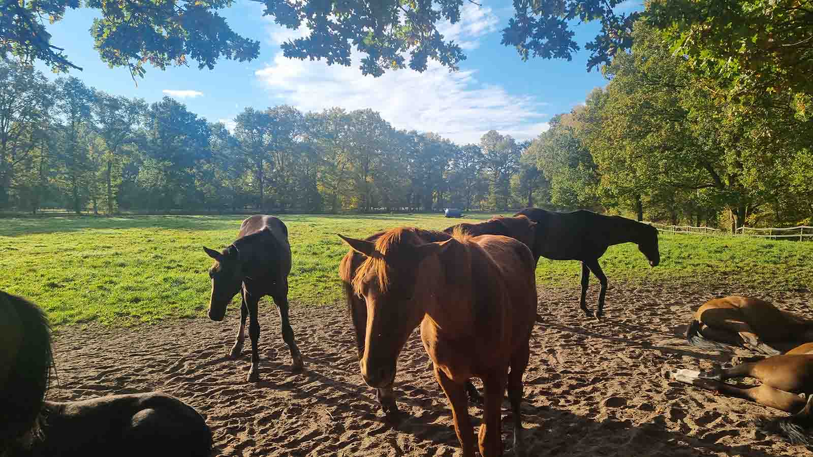 Pferde auf einer Koppel im goldenen Herbstlicht in der Lüneburger Heide bei Bad Bevensen